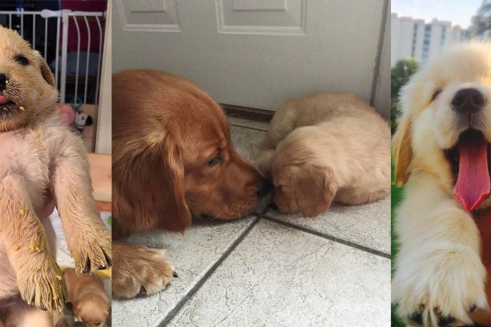 10 Times Golden Retriever Puppies Were The Purest Thing In The World