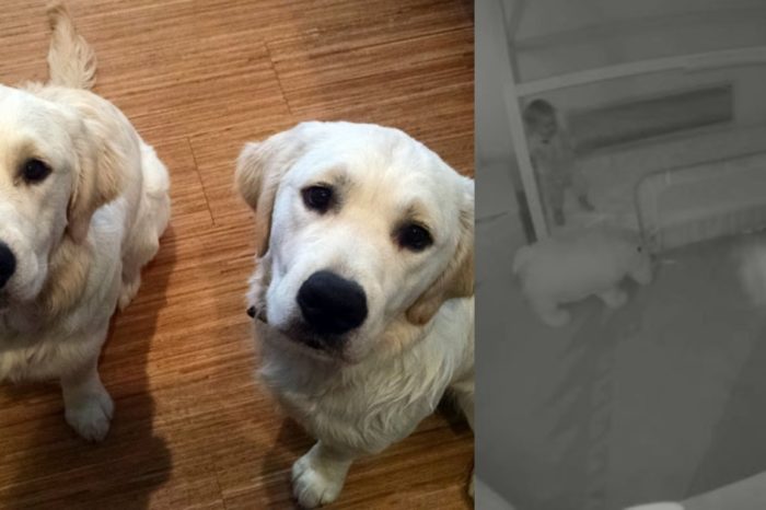 Partners in crime: Golden Retriever Brothers Help Toddler Escape Room So She’d Give Them Snacks