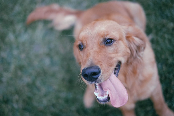 Amazing Facts About Golden Retrievers You Probably Didn't Know
