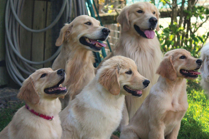 Golden Dogs, Inside and Out! This is why Golden Retrievers are the best pups in the world