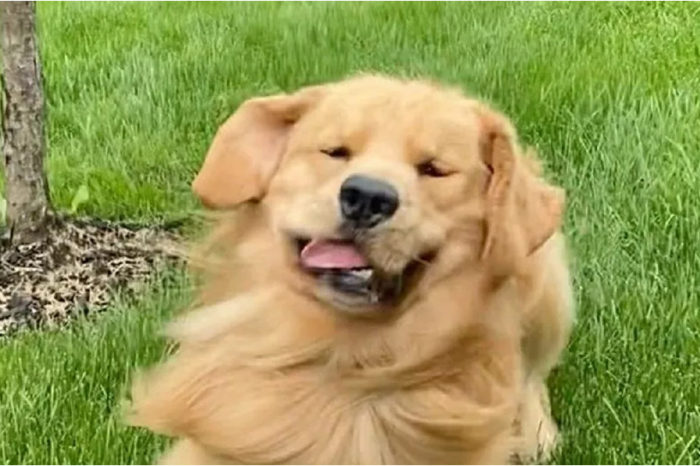 Funny Expressions On The Face Of A Golden Retriever Will Brighten Your Day