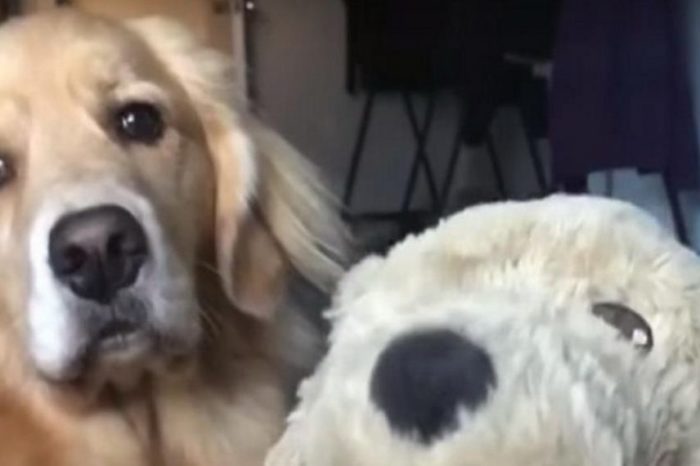Golden Retriever Goes Crazy with Jealousy