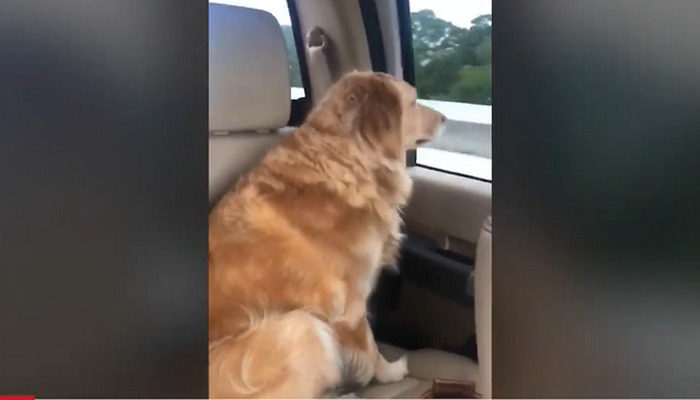 Golden Retriever's heartbreaking reaction after one of his pack left for college