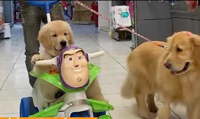 (VIDEO)  Adorable Puppy Rides Scooter Through Supermarket