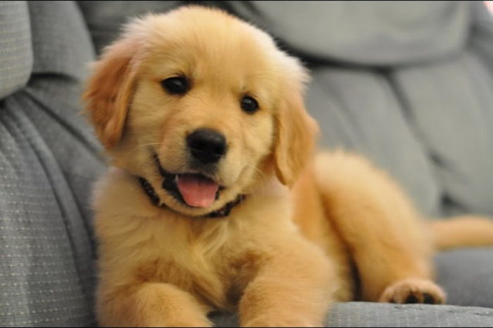 We got new Golden Retriever and our story will make you love these dogs even more!