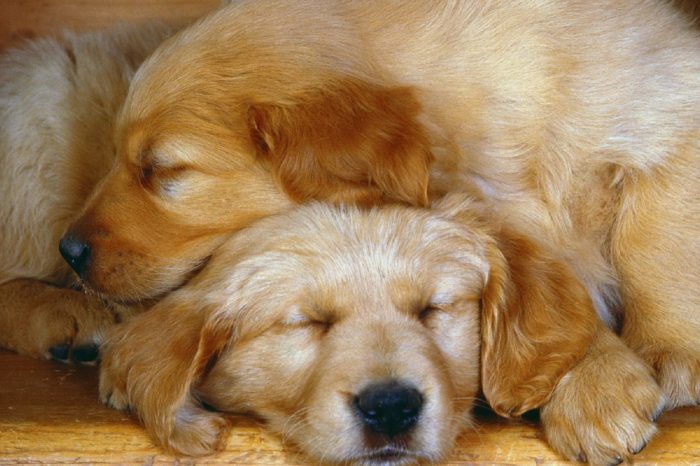 Five Things Only Golden Retriever Owners Understand!