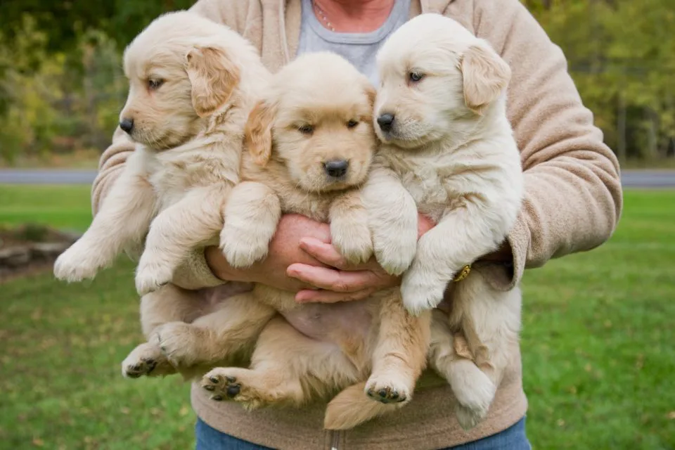 golden retriever puppy essentials