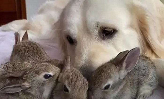 This Golden Retriever Adopted Bunnies And Has His Own YouTube Channel