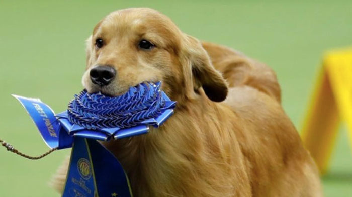 Daniel the Golden retriever stole the spotlight from the poodle and shows why are Goldies the best dogs around
