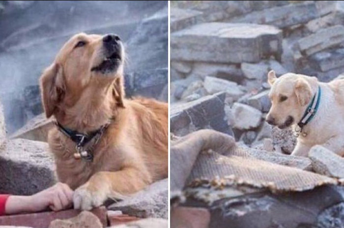 This Golden Retriever Became A Hero During an Earthquake in Turkey