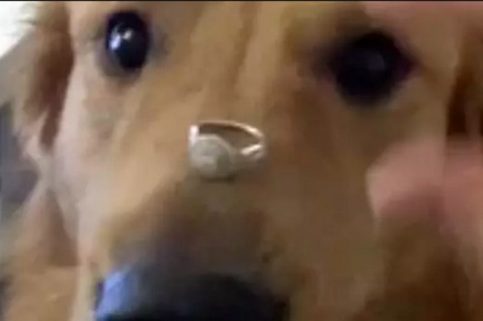 A Failed Photoshoot Of A Golden Retriever With An Engagement Ring